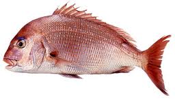 RED SEA BREAM